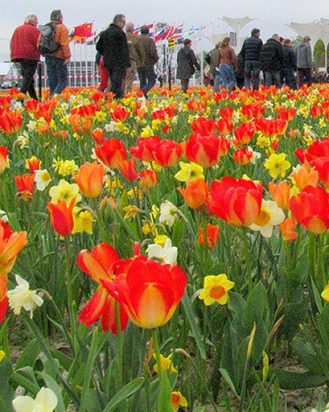 Floriade mengsel 2.jpg